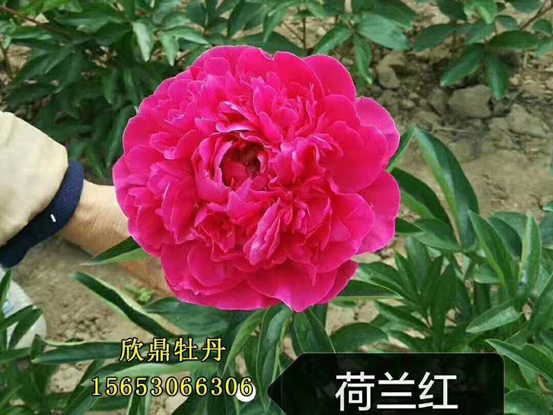 荷兰红