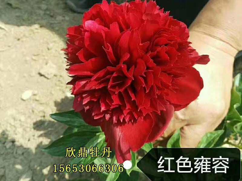 红色雍容