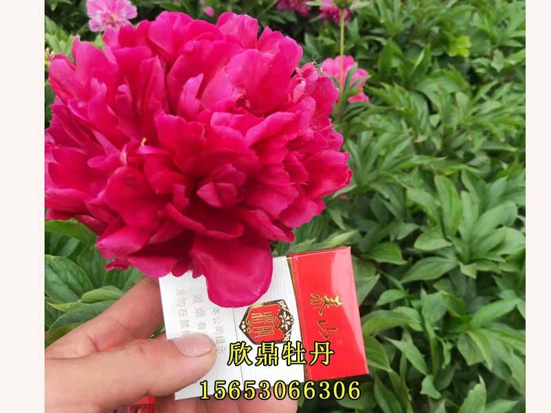 红色芍药