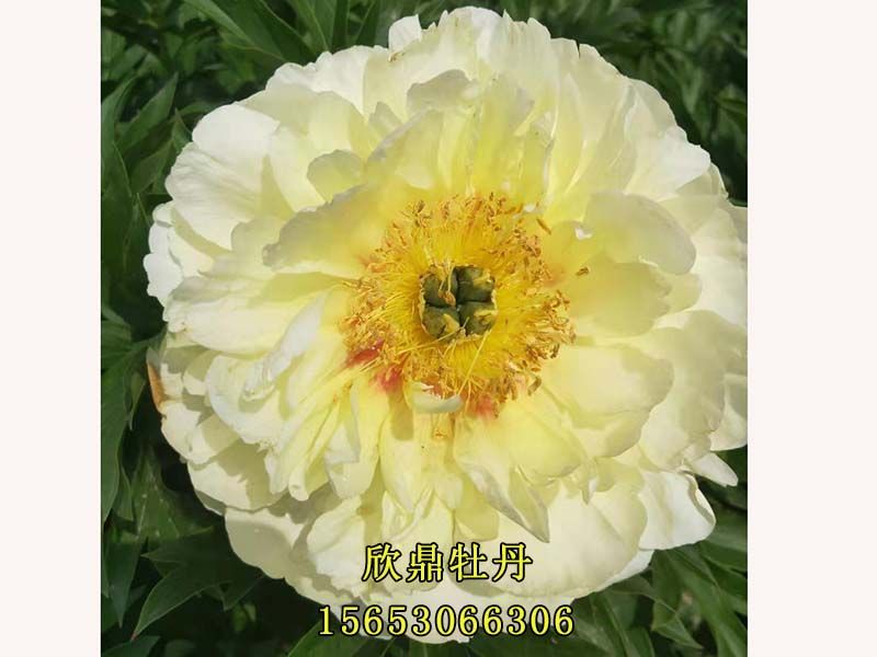 白色芍药