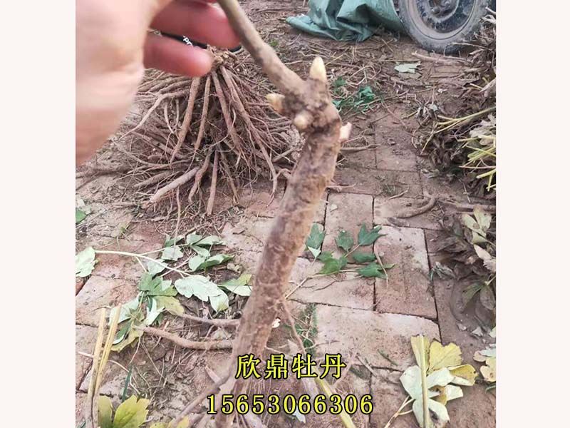芍药苗