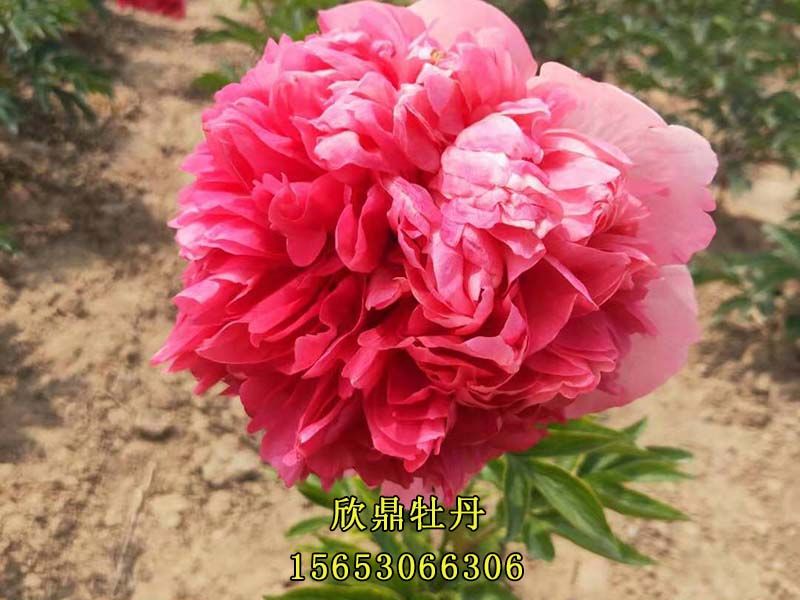 红色芍药