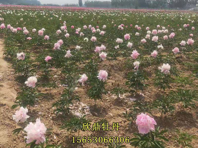 粉色芍药