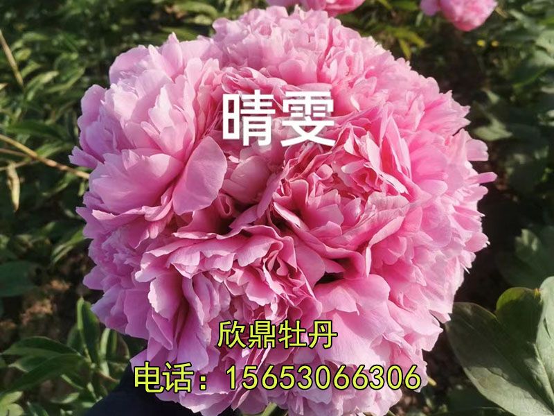 晴雯