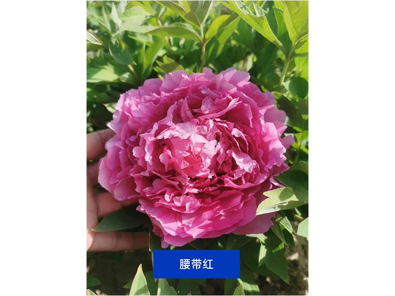 腰带红