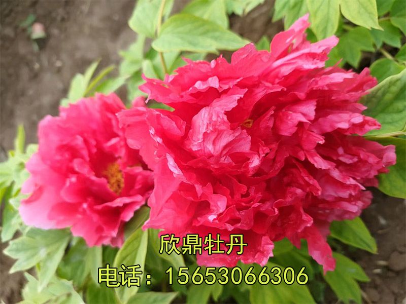 红色牡丹